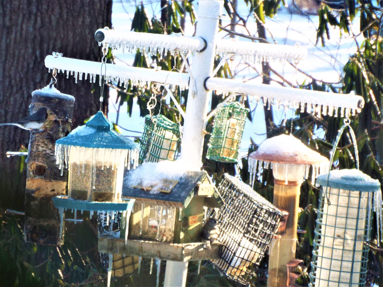 More frozen feeders (photos submitted by Robin Right) Harvard