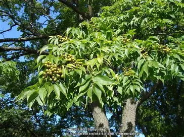 Amur Cork Tree