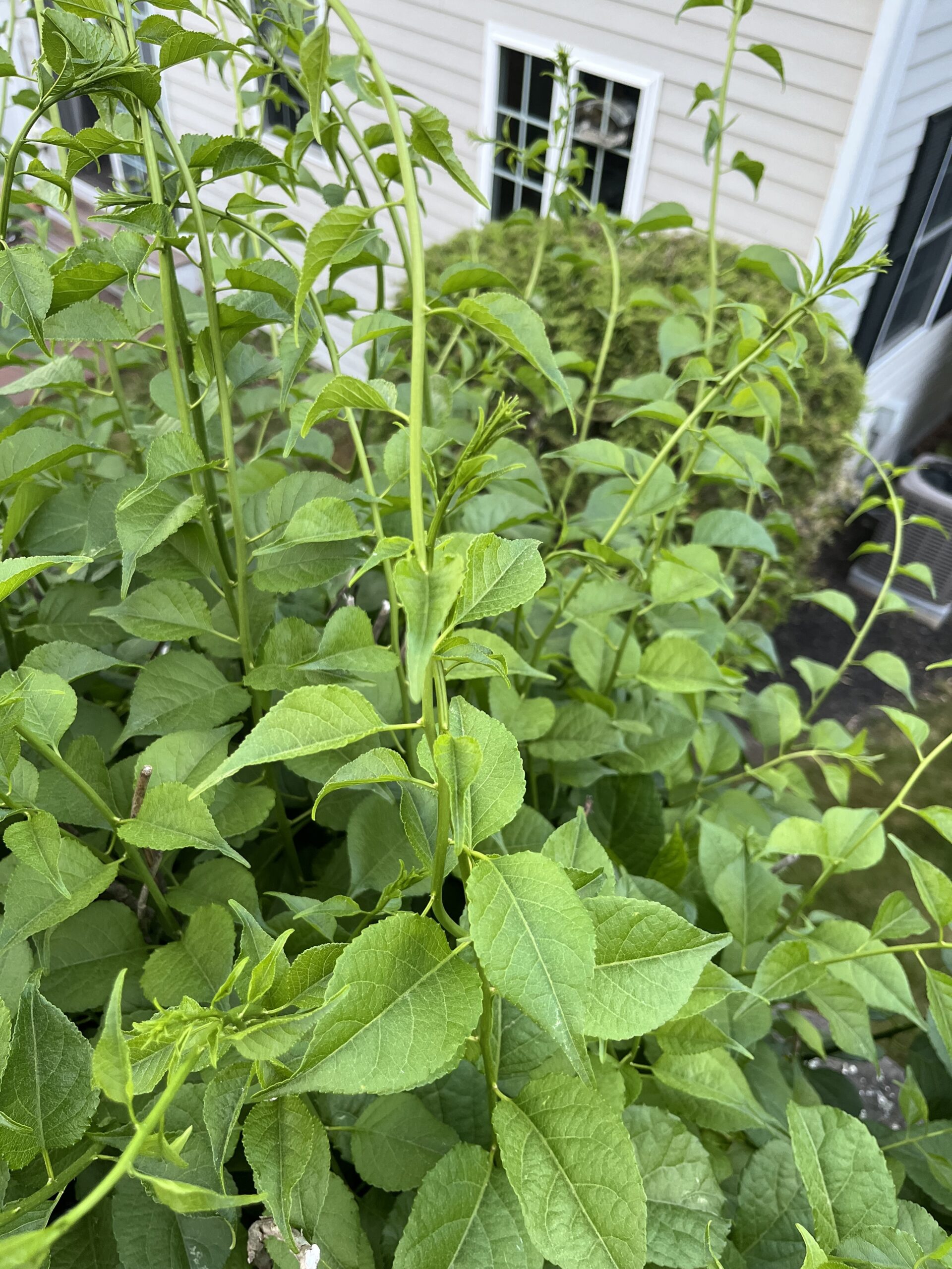 Asiatic Bittersweet