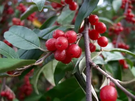 Autumn Olive