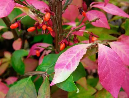 Burning Bush
