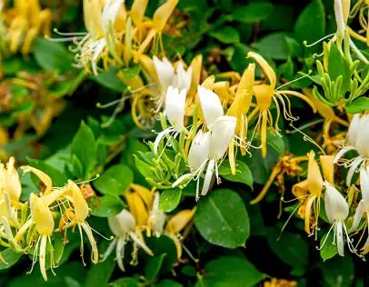 Bush Honeysuckle