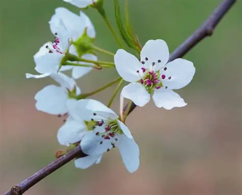 Callery Pear