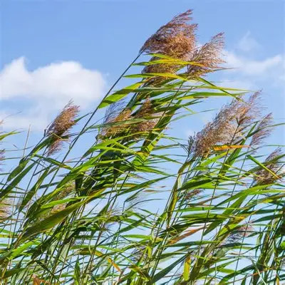 Common Reed