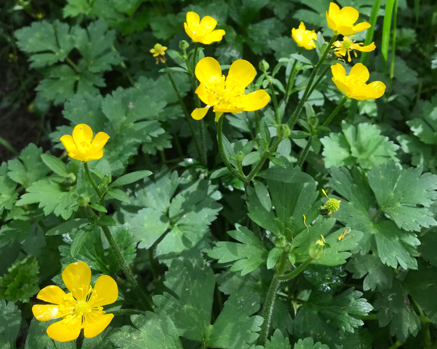 Creeping Buttercup