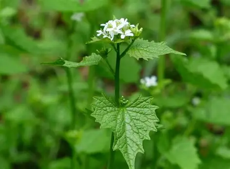 Garlic Mustard