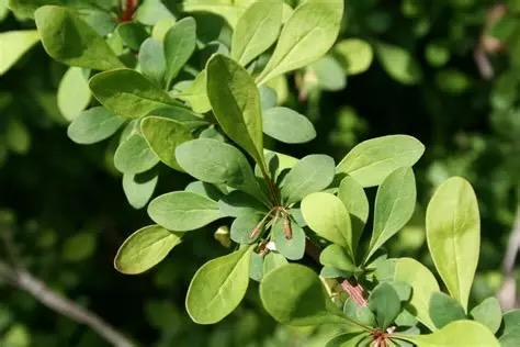 Japanese Barberry
