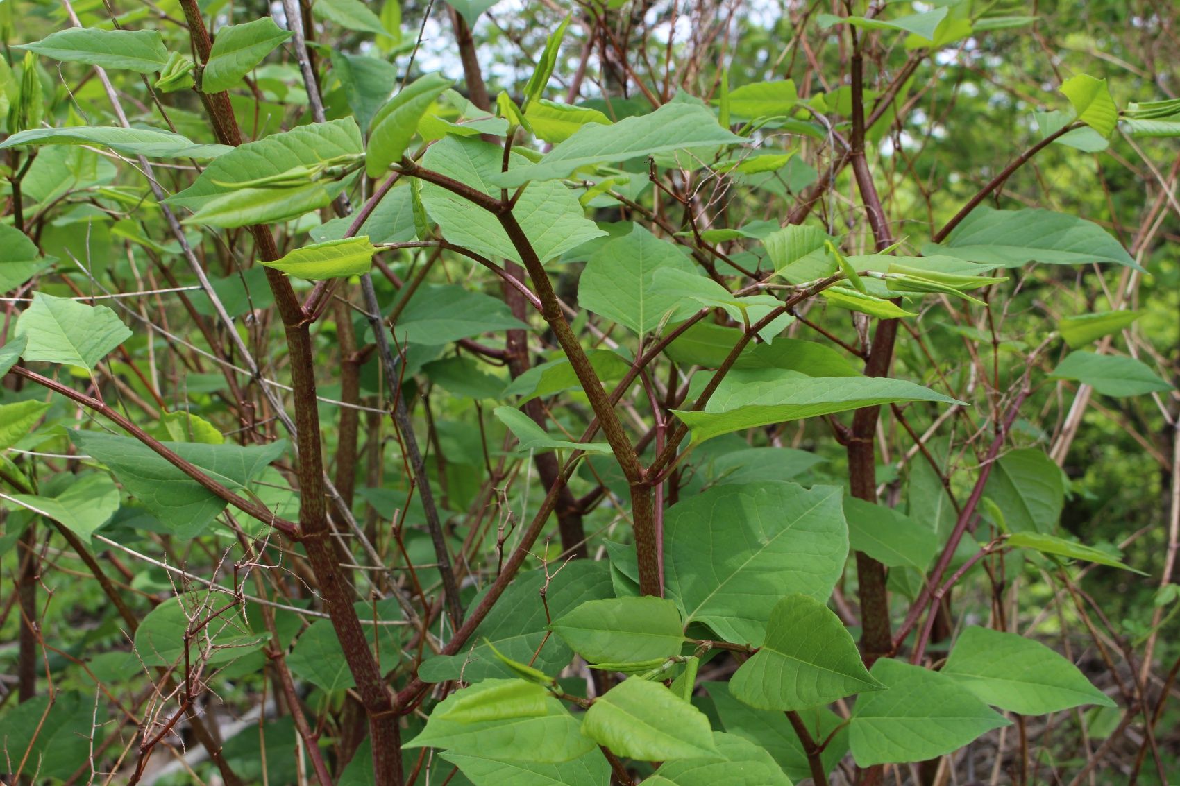 Japanese Knotweed