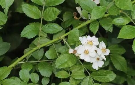 Multiflora Rose