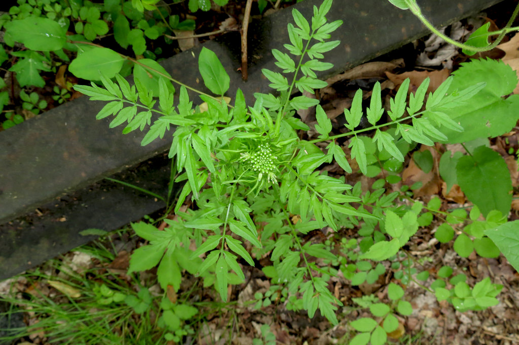 Narrow Leaf Bittercress