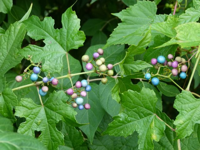 Porcelain Berry