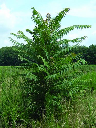 TreeOfHeavenTree
