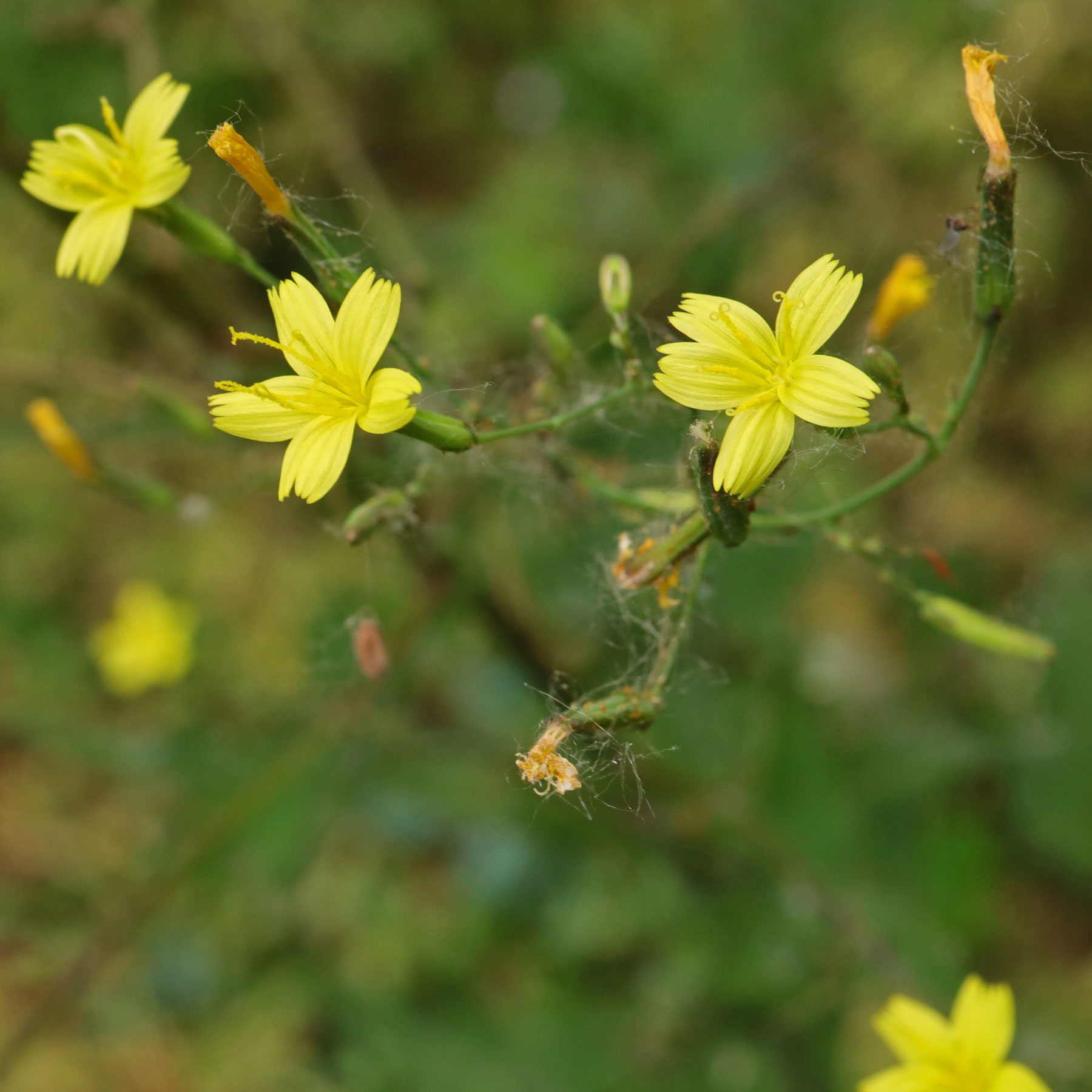 Wall Lettuce (Mycelis-muralis)