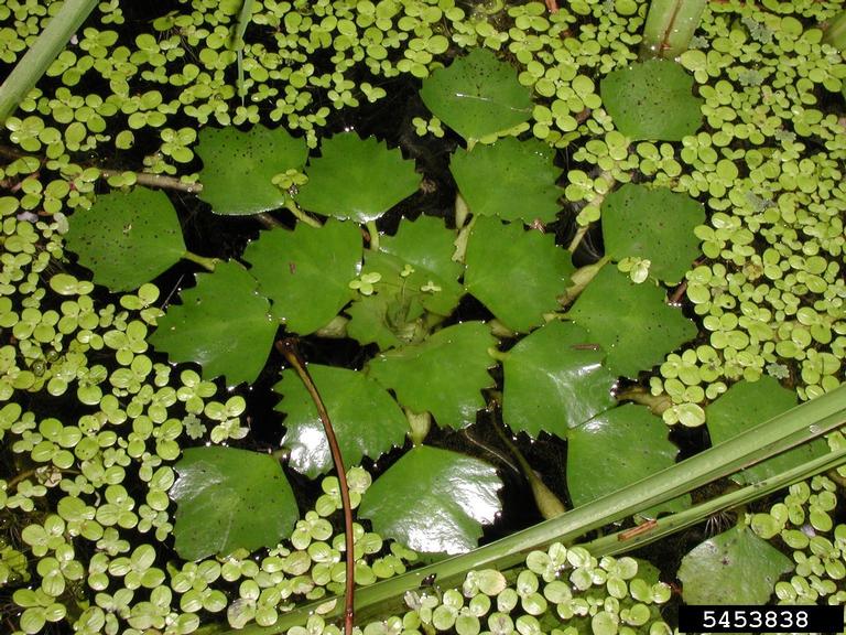 Water-Chestnut-foliage